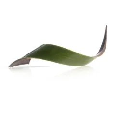 Dobla Chocoladedecoratie Blad Groen (80 stuks) Hot