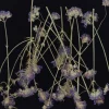 Overig Eetbare Geperste Verbena takjes (15 stuks) Best