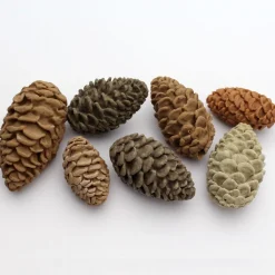 Katy Sue Mold Dennenappels Clearance