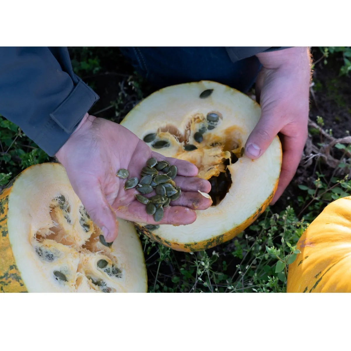 Met Pit Nederlandse Pompoenpitten Caramel Zeezout 150g Clearance