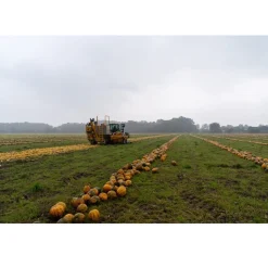 Met Pit Nederlandse Pompoenpitten Honing 150g Hot