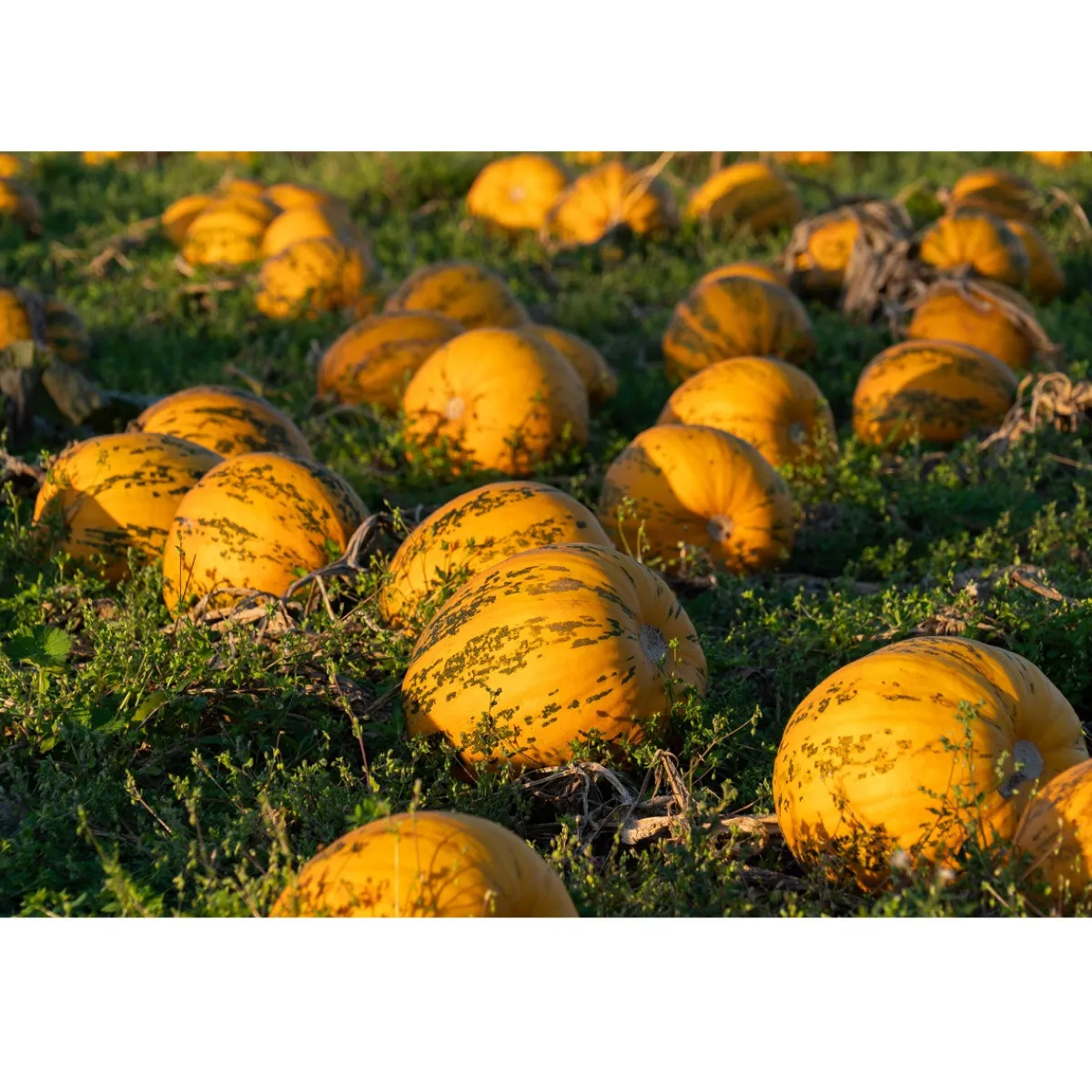 Met Pit Nederlandse Pompoenpitten Naturel 250g Sale