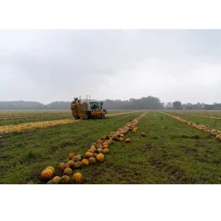 Met Pit Nederlandse Pompoenpitten Naturel 250g Sale